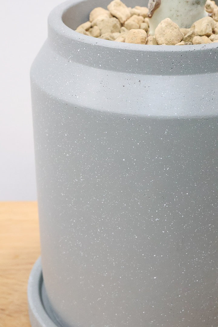 【ユーフォルビア ラクティア ホワイトゴースト】背丈の大きいタイトな樹形。今までにないタイプの樹形です！