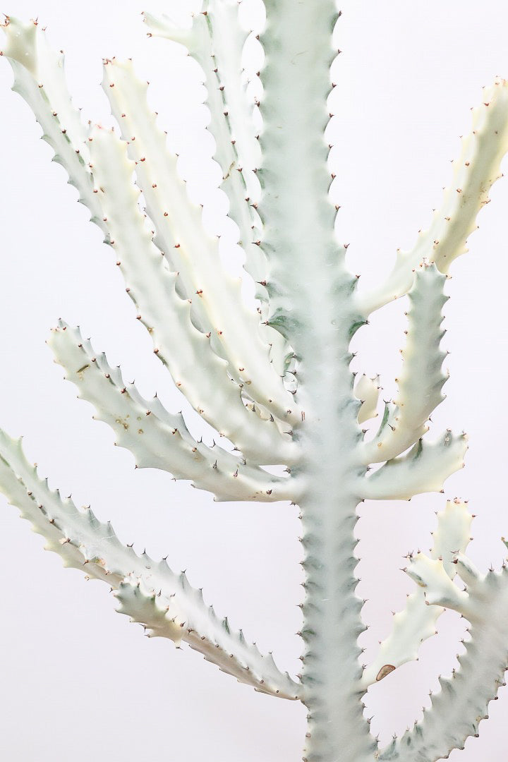 【ユーフォルビア ラクティア ホワイトゴースト】背丈の大きいタイトな樹形。今までにないタイプの樹形です！