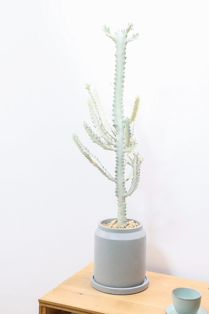 ユーフォルビア ラクティア ホワイトゴーストCO61439| 観葉植物の通信