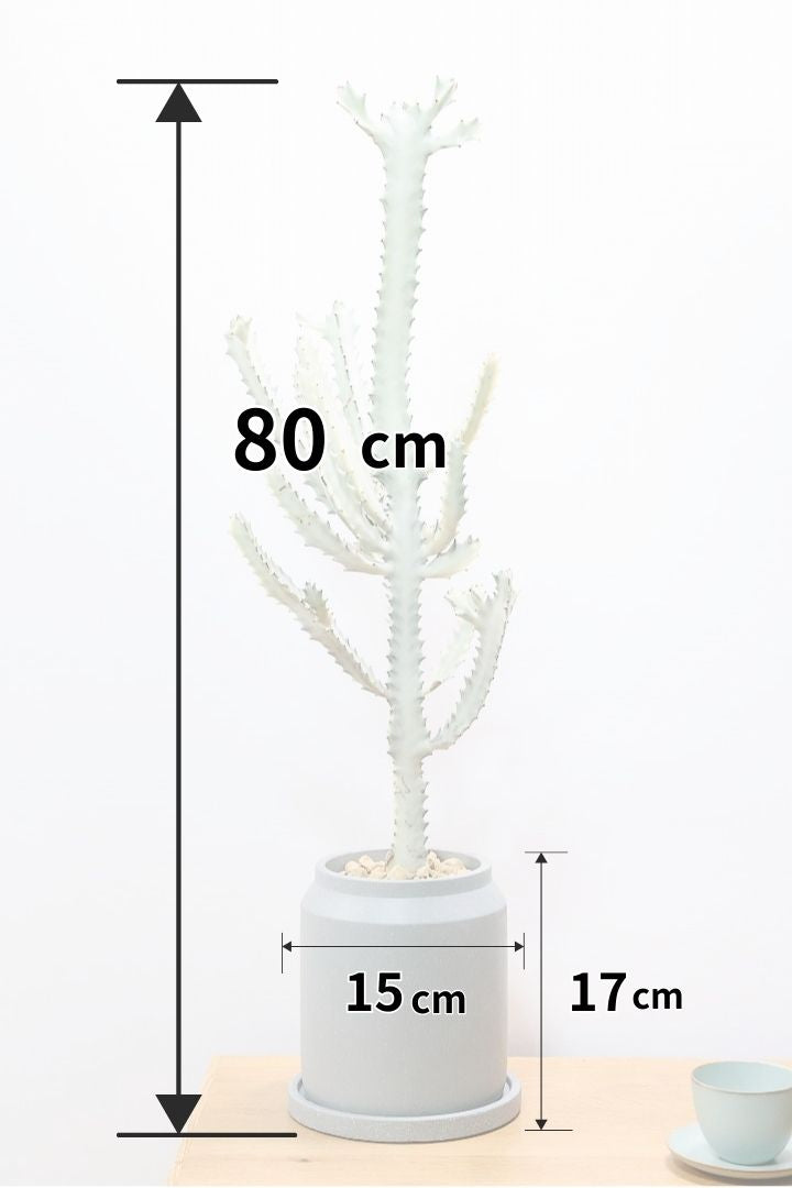ユーフォルビア ラクティア ホワイトゴーストCO61439| 観葉植物の通信