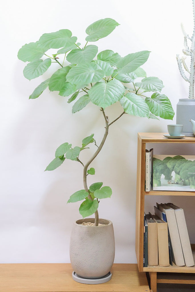 ウンベラータGIV61440| 観葉植物の通信販売 | APEGO(アペーゴ)