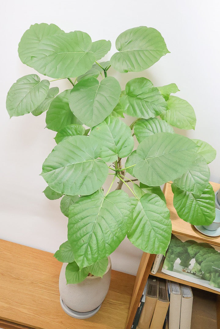 【ウンベラータ】これはホント良い樹形！葉の大きさもちょうどいいと思います！存在感があるのでインテリアにはピッタリ！