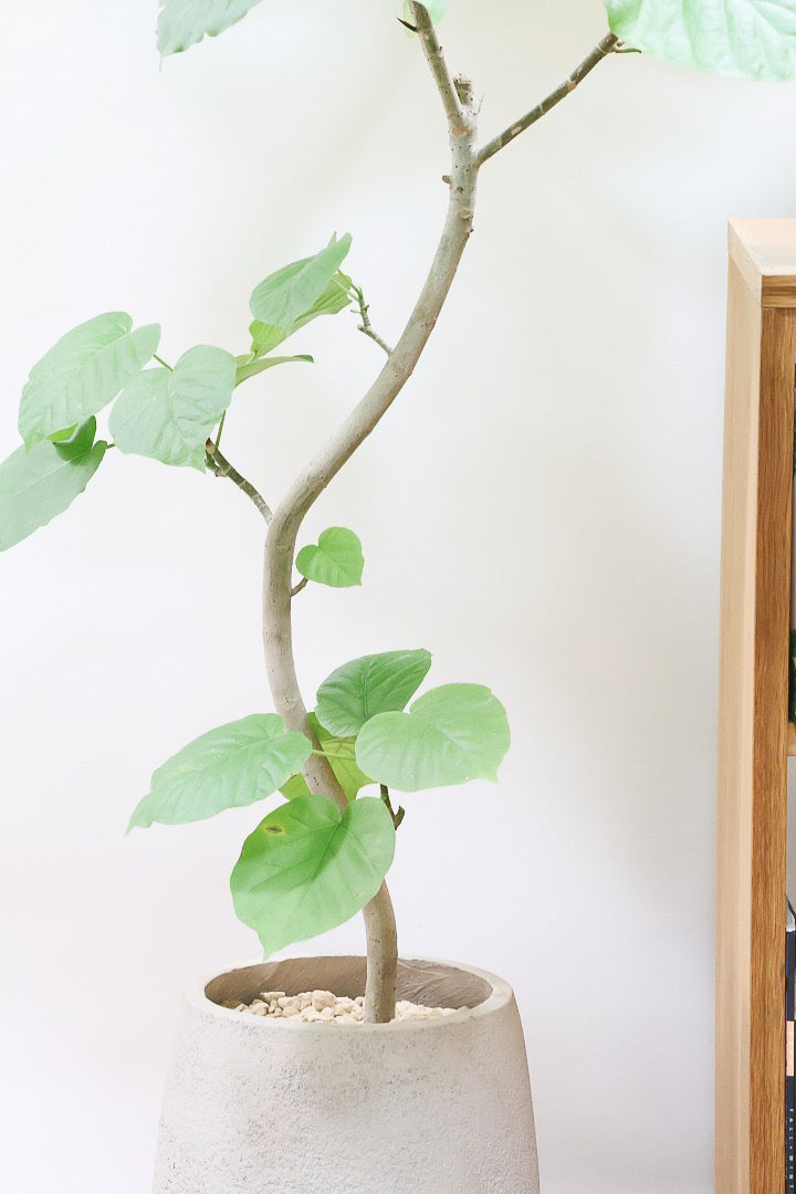 【ウンベラータ】これはホント良い樹形！葉の大きさもちょうどいいと思います！存在感があるのでインテリアにはピッタリ！