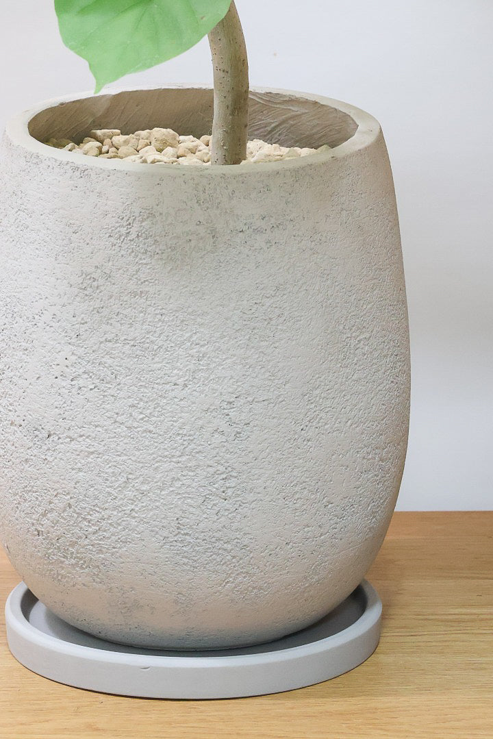 【ウンベラータ】これはホント良い樹形！葉の大きさもちょうどいいと思います！存在感があるのでインテリアにはピッタリ！