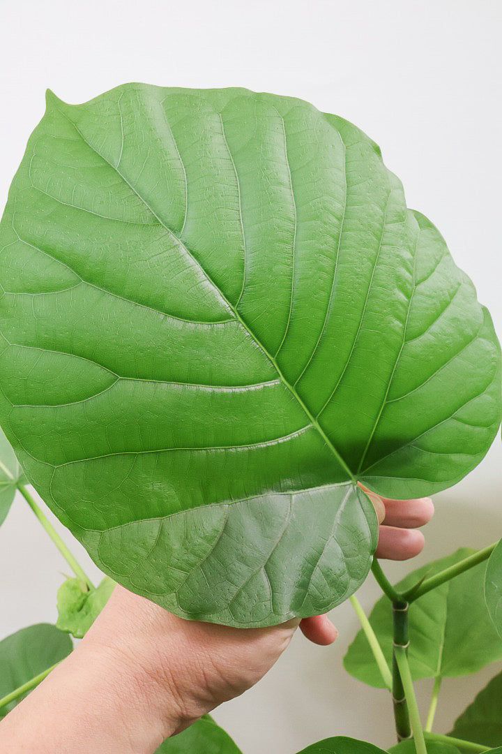 【ウンベラータ】これはホント良い樹形！葉の大きさもちょうどいいと思います！存在感があるのでインテリアにはピッタリ！