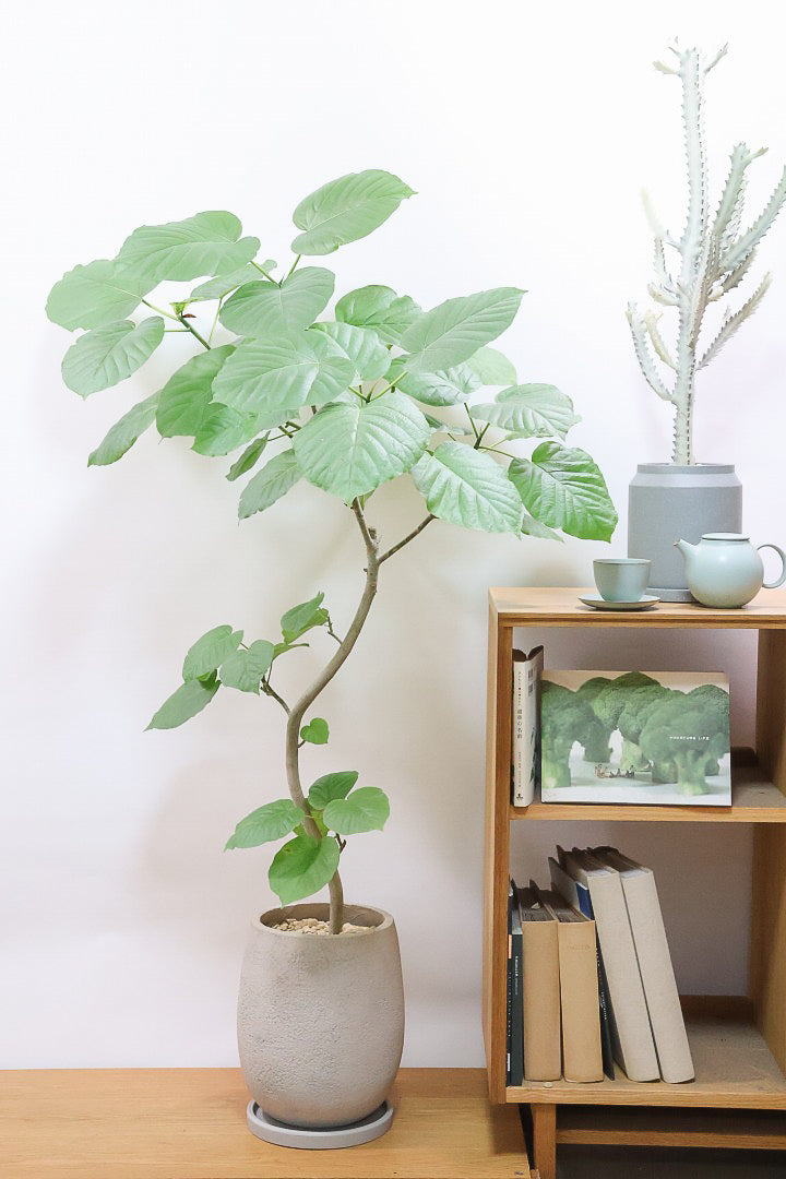 【ウンベラータ】これはホント良い樹形！葉の大きさもちょうどいいと思います！存在感があるのでインテリアにはピッタリ！