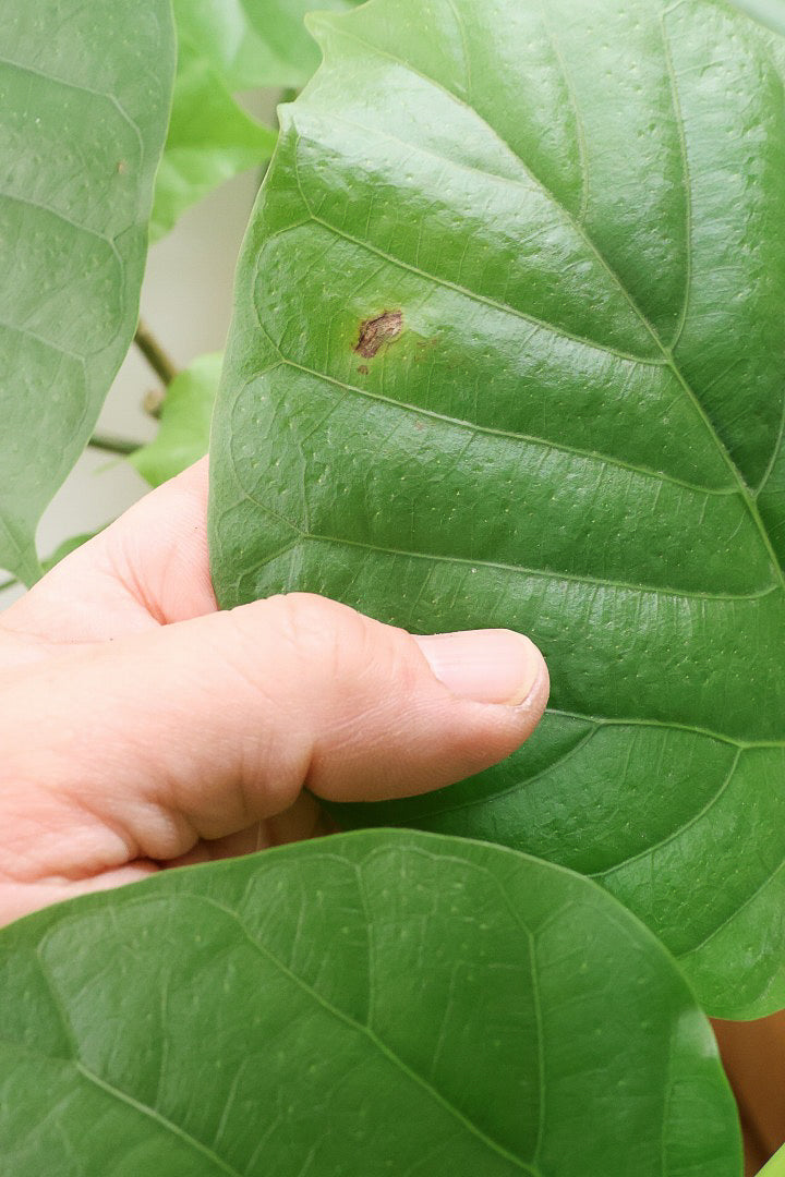 【ウンベラータ】これはホント良い樹形！葉の大きさもちょうどいいと思います！存在感があるのでインテリアにはピッタリ！