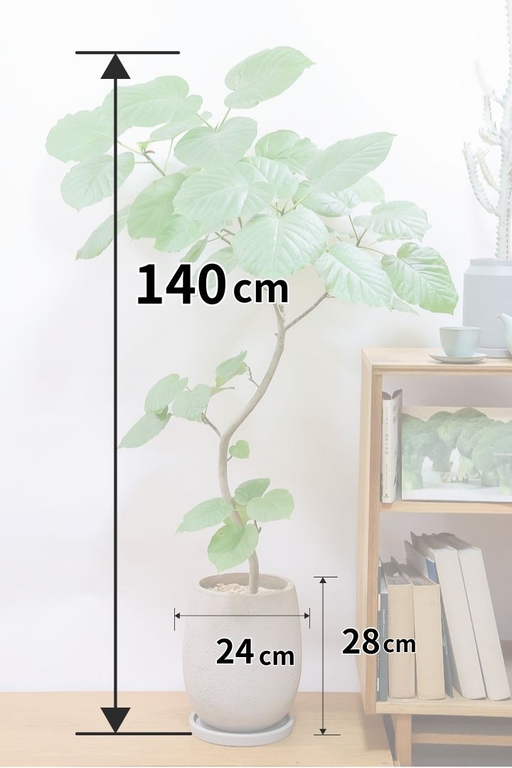【ウンベラータ】これはホント良い樹形！葉の大きさもちょうどいいと思います！存在感があるのでインテリアにはピッタリ！