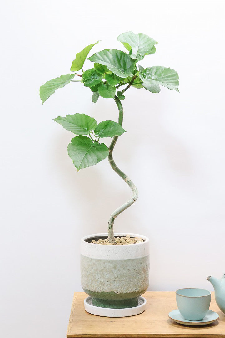 【ウンベラータ】ここまで完成度の高い樹形はレア！幹のカーブも素晴らしい個体です！