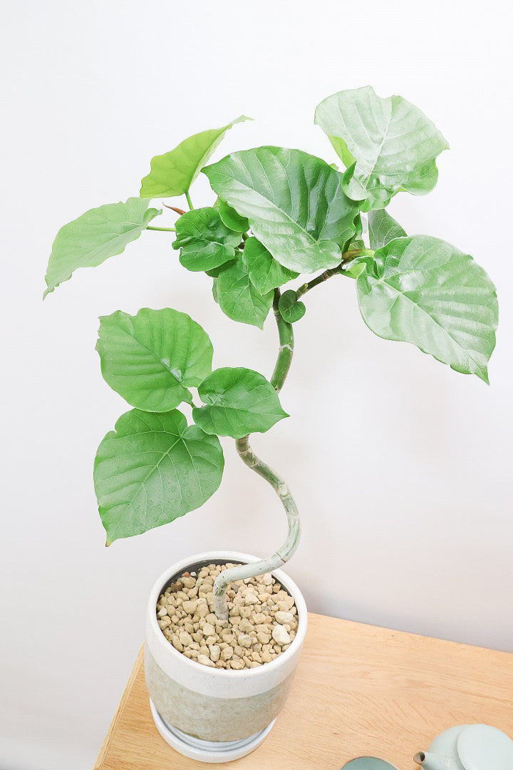 【ウンベラータ】ここまで完成度の高い樹形はレア！幹のカーブも素晴らしい個体です！