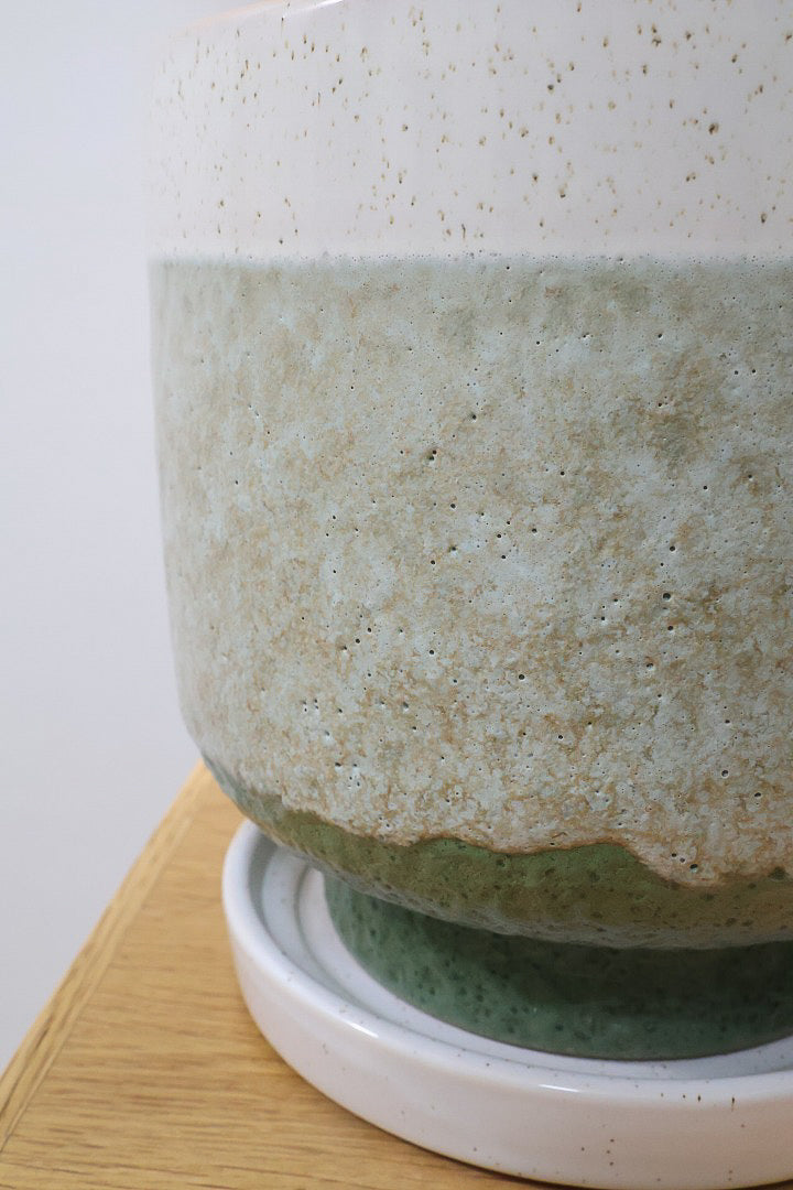 【ウンベラータ】ここまで完成度の高い樹形はレア！幹のカーブも素晴らしい個体です！