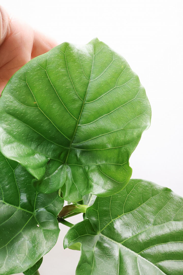 【ウンベラータ】ここまで完成度の高い樹形はレア！幹のカーブも素晴らしい個体です！