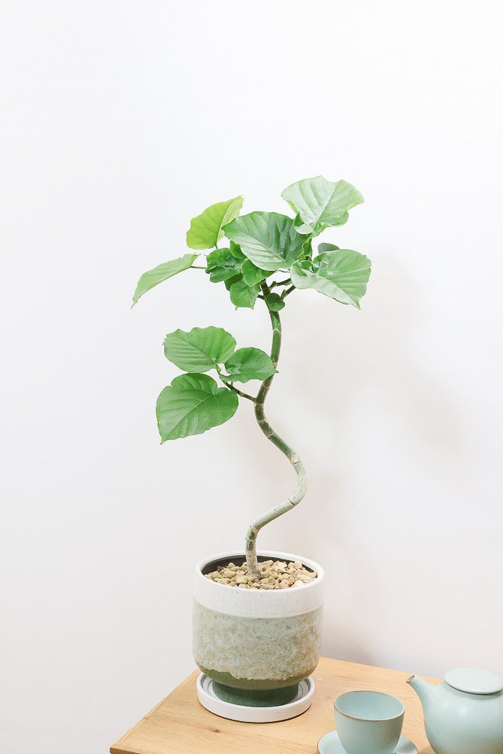 【ウンベラータ】ここまで完成度の高い樹形はレア！幹のカーブも素晴らしい個体です！