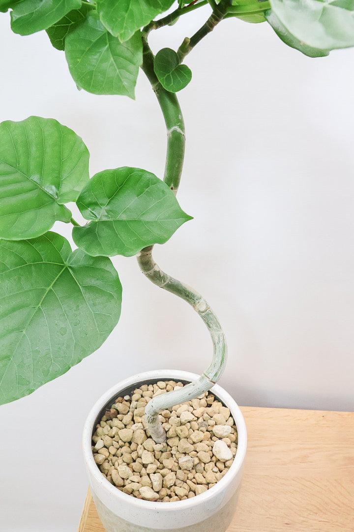 【ウンベラータ】ここまで完成度の高い樹形はレア！幹のカーブも素晴らしい個体です！