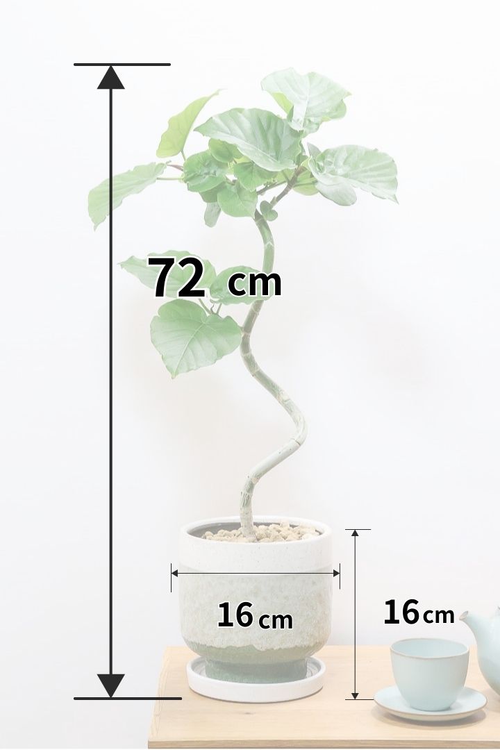 【ウンベラータ】ここまで完成度の高い樹形はレア！幹のカーブも素晴らしい個体です！