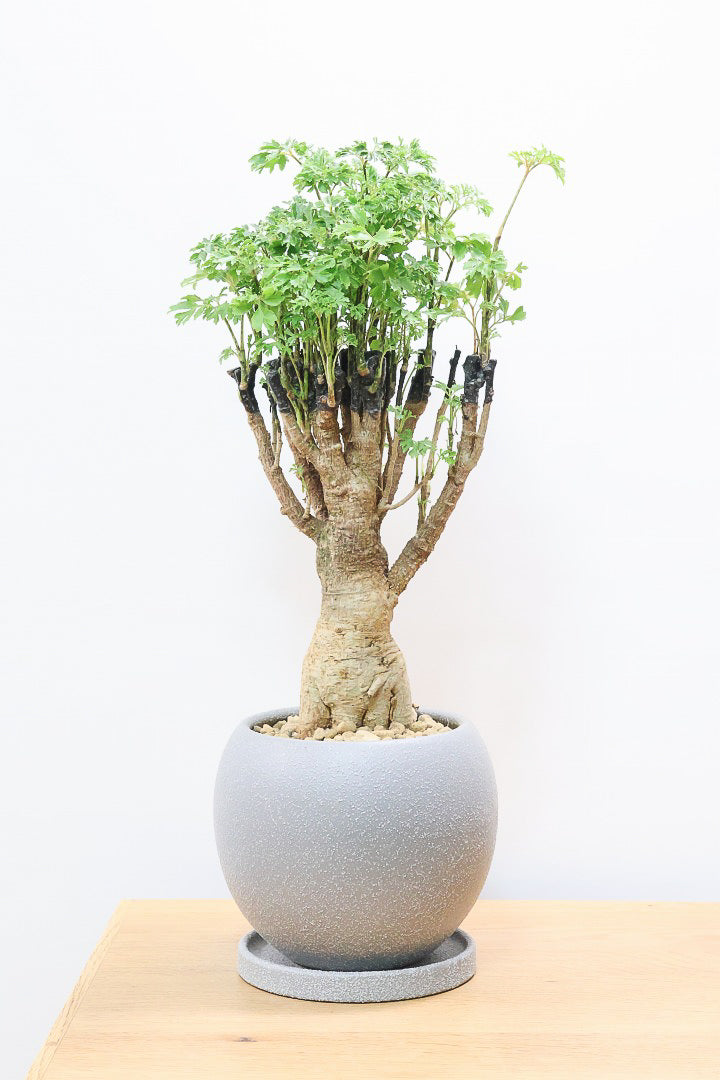 【ポリシャス パセリ】タイトだけどワイルドな幹。温暖な鹿児島県でじっくりと育てられました！細やかな葉っぱとゴリゴリの幹が素敵！