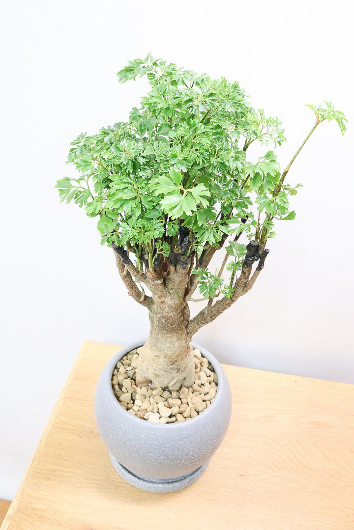【ポリシャス パセリ】タイトだけどワイルドな幹。温暖な鹿児島県でじっくりと育てられました！細やかな葉っぱとゴリゴリの幹が素敵！