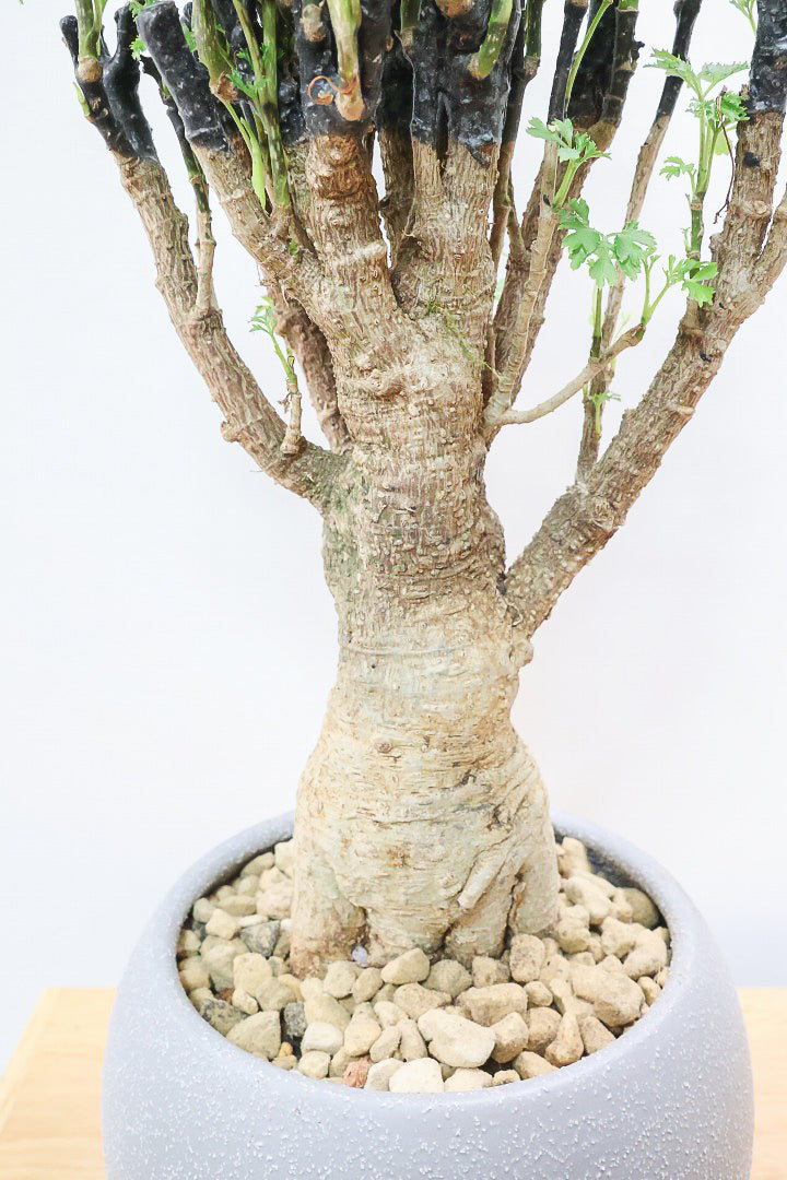 【ポリシャス パセリ】タイトだけどワイルドな幹。温暖な鹿児島県でじっくりと育てられました！細やかな葉っぱとゴリゴリの幹が素敵！