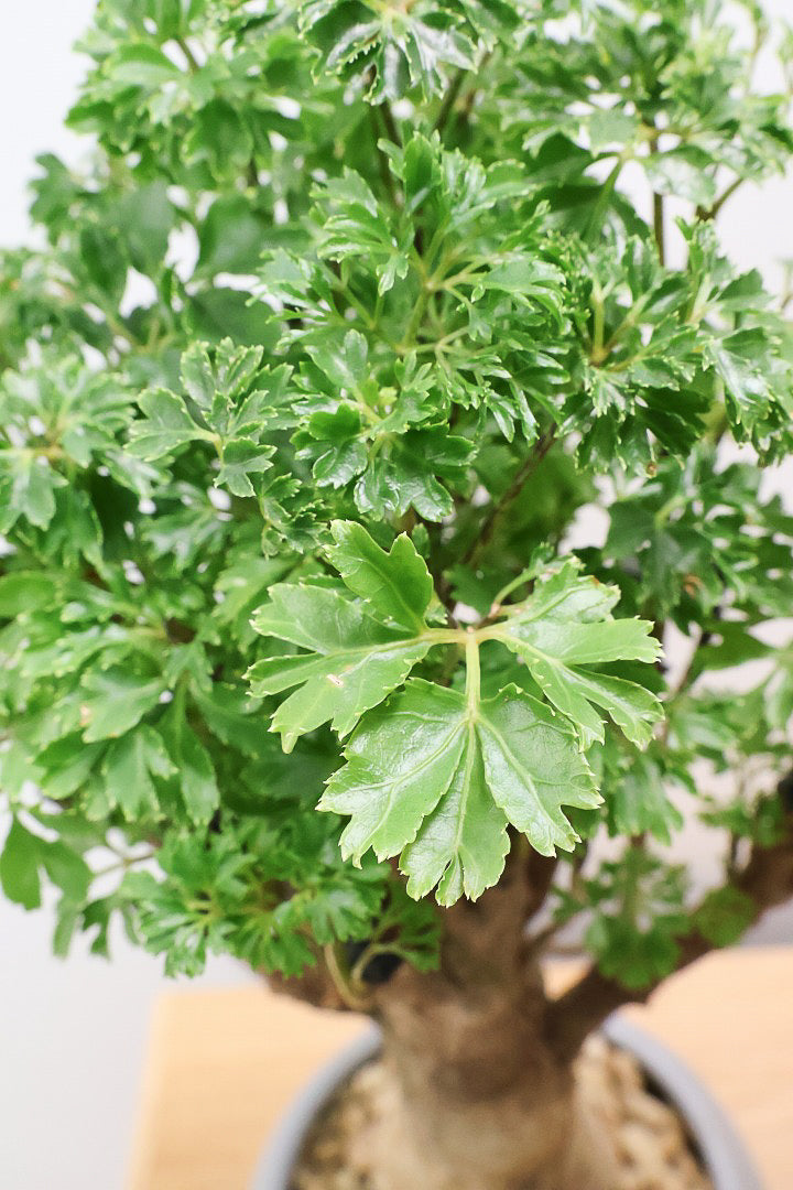 【ポリシャス パセリ】タイトだけどワイルドな幹。温暖な鹿児島県でじっくりと育てられました！細やかな葉っぱとゴリゴリの幹が素敵！