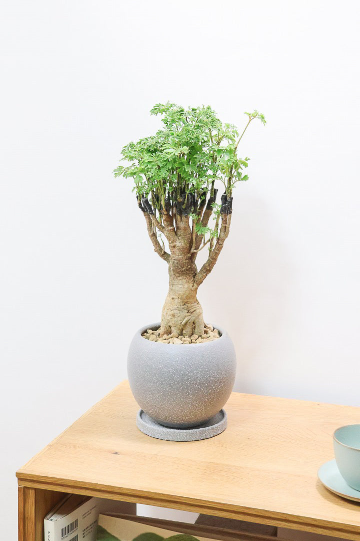 【ポリシャス パセリ】タイトだけどワイルドな幹。温暖な鹿児島県でじっくりと育てられました！細やかな葉っぱとゴリゴリの幹が素敵！