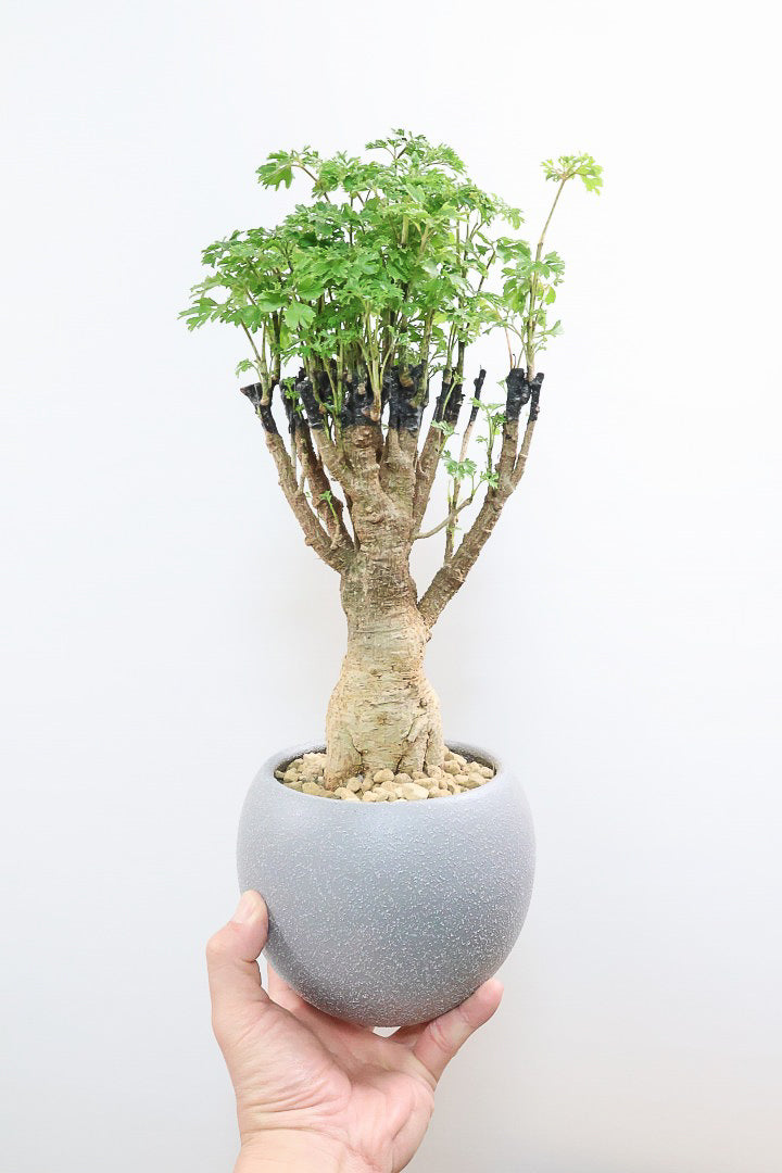 【ポリシャス パセリ】タイトだけどワイルドな幹。温暖な鹿児島県でじっくりと育てられました！細やかな葉っぱとゴリゴリの幹が素敵！