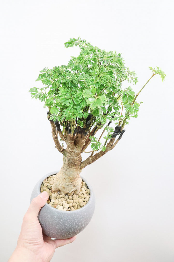 【ポリシャス パセリ】タイトだけどワイルドな幹。温暖な鹿児島県でじっくりと育てられました！細やかな葉っぱとゴリゴリの幹が素敵！