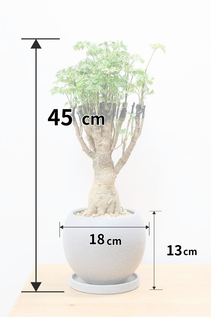 【ポリシャス パセリ】タイトだけどワイルドな幹。温暖な鹿児島県でじっくりと育てられました！細やかな葉っぱとゴリゴリの幹が素敵！