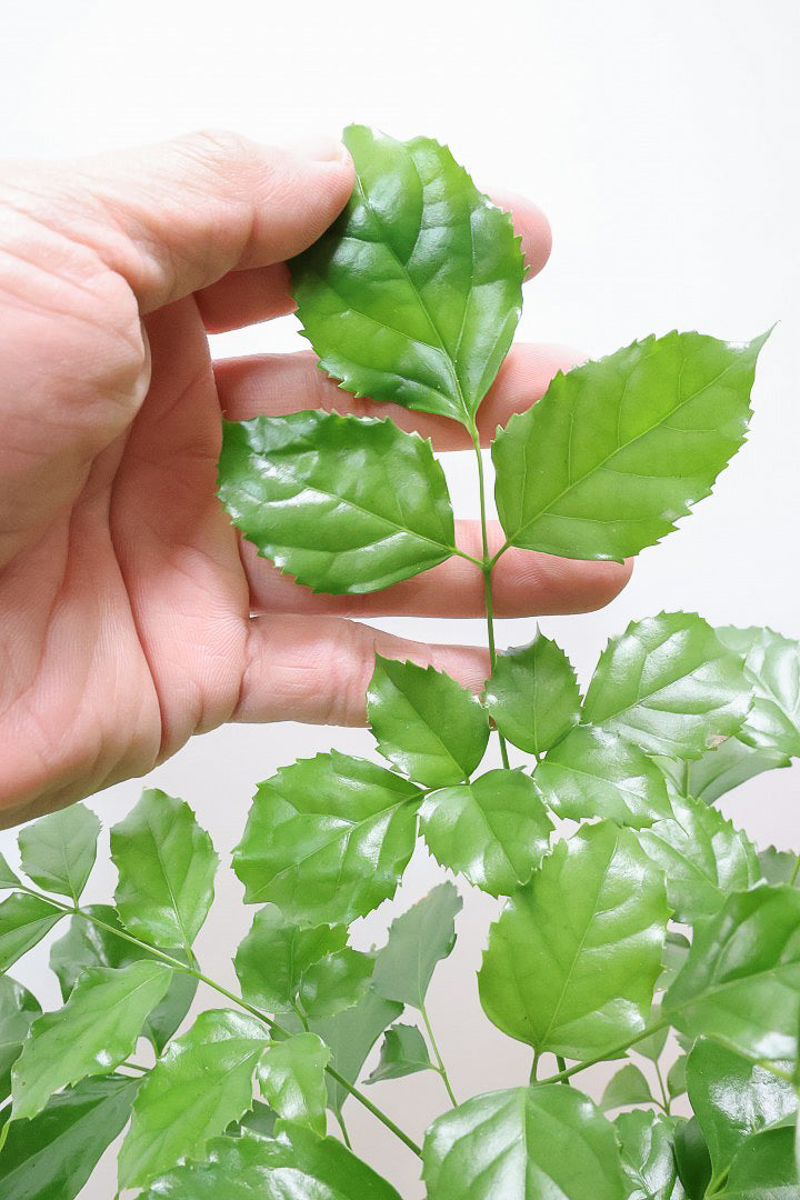 【ヘテロパナックス】今回はシンプルな幹。シンプルな中にも個性があふれる幹なんです！