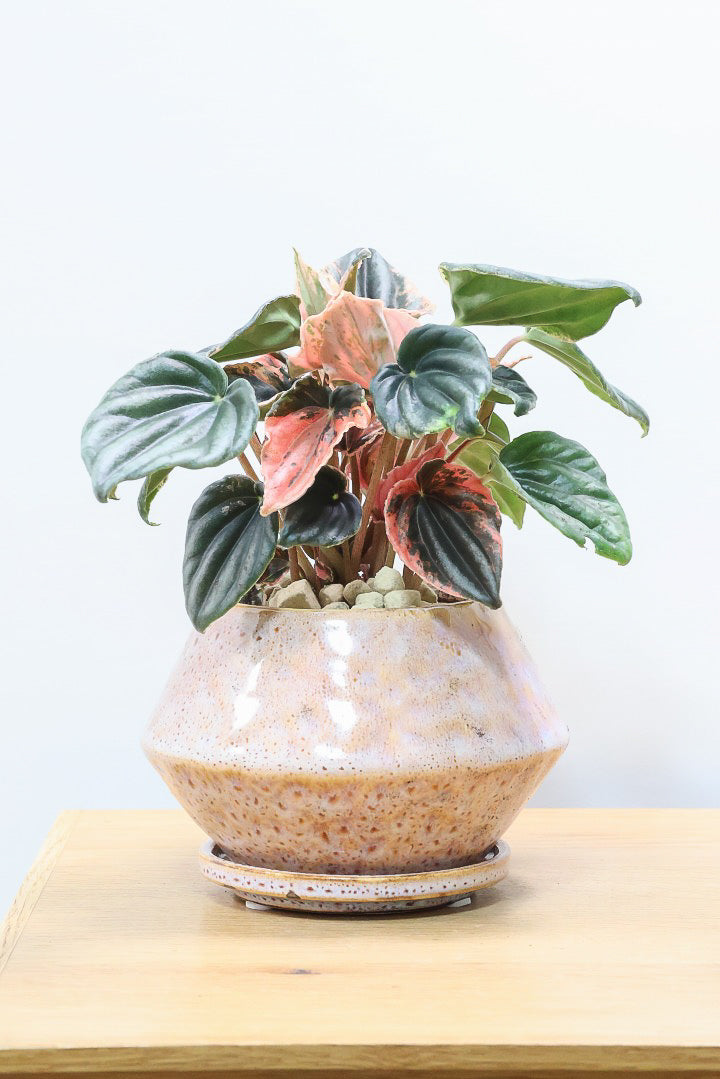 【ペペロミア ニューピンクレディ】この甘い葉色はたまりません！イイ感じに仕上がっていますのでおススメですよ！