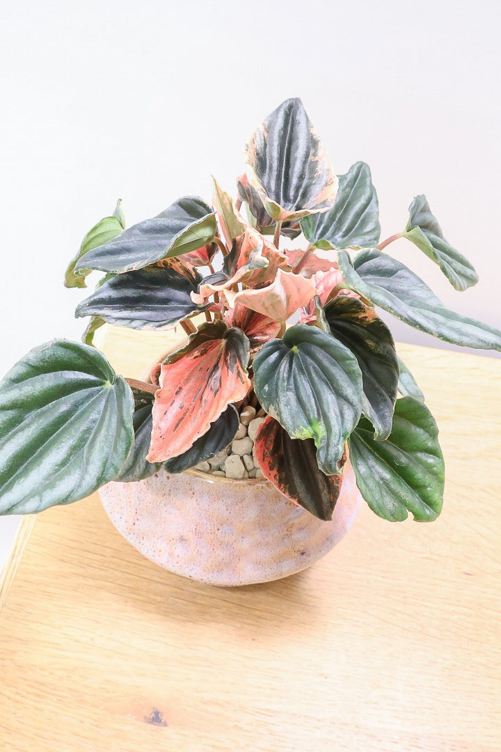 【ペペロミア ニューピンクレディ】この甘い葉色はたまりません！イイ感じに仕上がっていますのでおススメですよ！