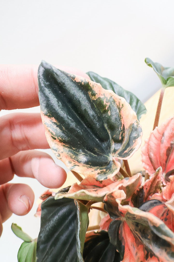 【ペペロミア ニューピンクレディ】この甘い葉色はたまりません！イイ感じに仕上がっていますのでおススメですよ！