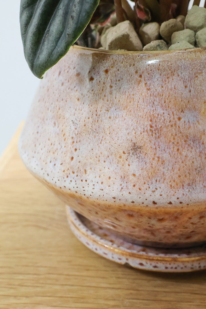 【ペペロミア ニューピンクレディ】この甘い葉色はたまりません！イイ感じに仕上がっていますのでおススメですよ！