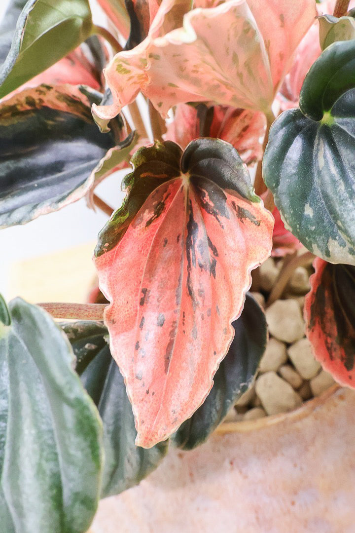 【ペペロミア ニューピンクレディ】この甘い葉色はたまりません！イイ感じに仕上がっていますのでおススメですよ！