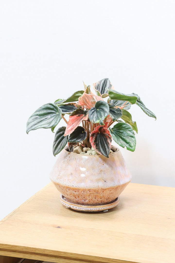 【ペペロミア ニューピンクレディ】この甘い葉色はたまりません！イイ感じに仕上がっていますのでおススメですよ！