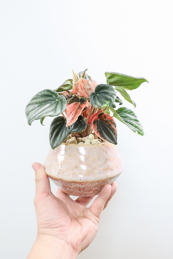 【ペペロミア ニューピンクレディ】この甘い葉色はたまりません！イイ感じに仕上がっていますのでおススメですよ！