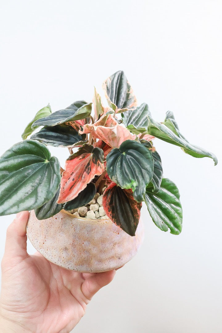 【ペペロミア ニューピンクレディ】この甘い葉色はたまりません！イイ感じに仕上がっていますのでおススメですよ！