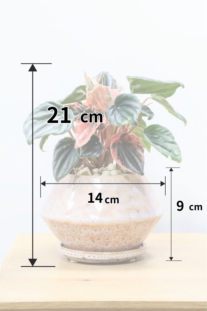 【ペペロミア ニューピンクレディ】この甘い葉色はたまりません！イイ感じに仕上がっていますのでおススメですよ！