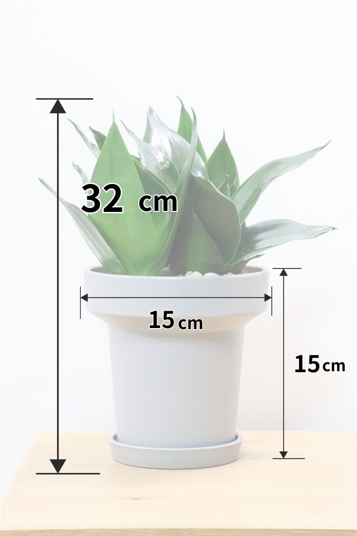 【サンスベリア ブラックドラゴン】今回はプラスチック鉢！シックな大人色のサンスベリア！まさに漆黒の葉色！あまり出回らない希少種！