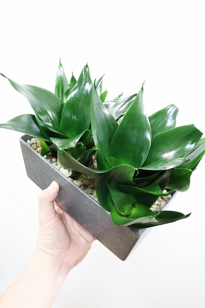 サンスベリア ブラックドラゴンGLS61458| 観葉植物の通信販売 | APEGO