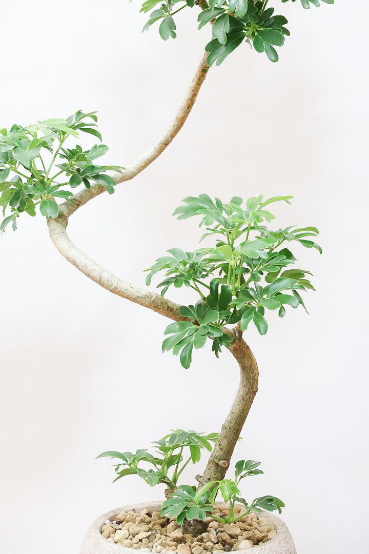 シェフレラ レナータCO61461B| 観葉植物の通信販売 | APEGO シェフレラ レナータCO61461B| 観葉植物の通信販売 | APEGO