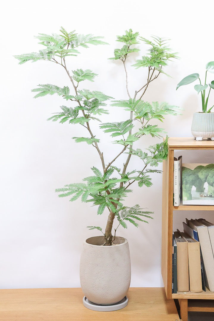 【エバーフレッシュ】ボリュームがあるタイプ！幹もとてもしっかりとしていますので、存在感がありますよ！