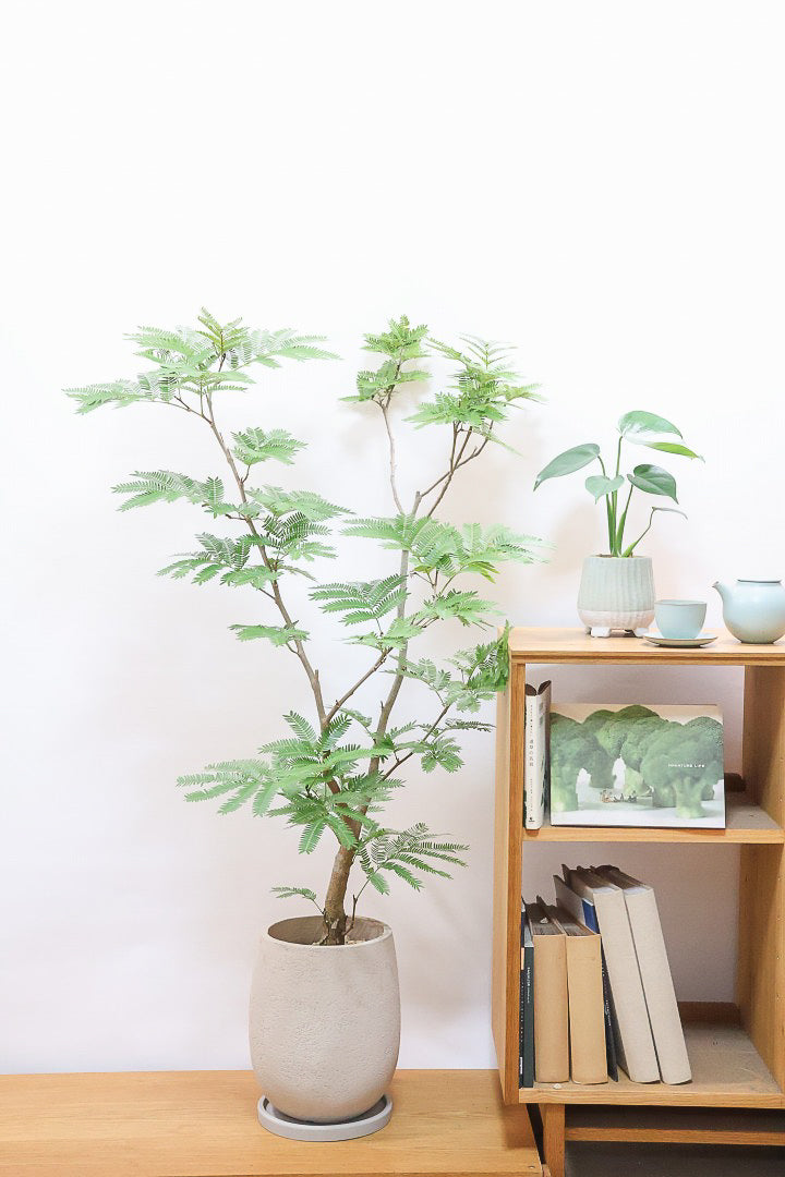 【エバーフレッシュ】ボリュームがあるタイプ！幹もとてもしっかりとしていますので、存在感がありますよ！