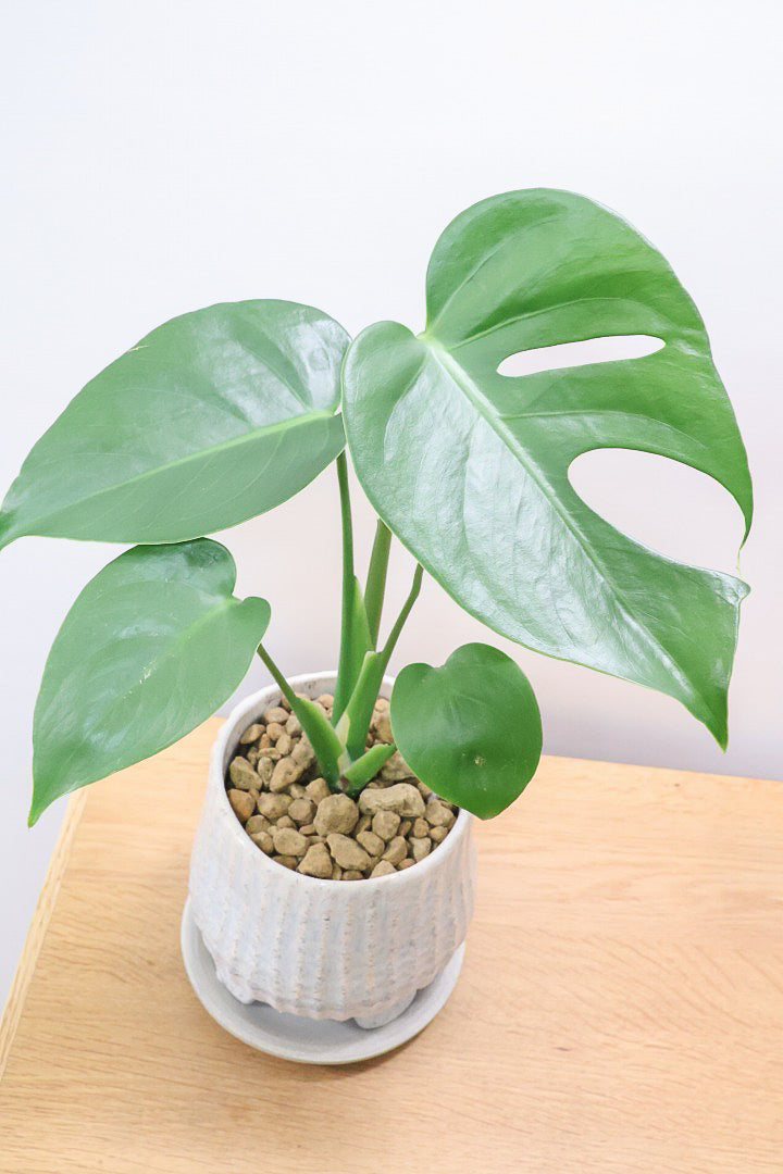 【モンステラ コンパクター】ついに入荷しました！人気のギュッとコンパクトにまとまる品種です！かわいいブルーのＰＯＴ