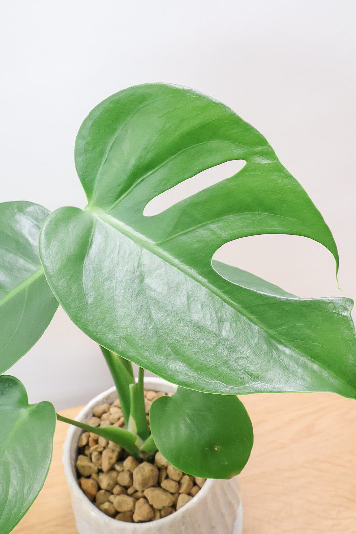 【モンステラ コンパクター】ついに入荷しました！人気のギュッとコンパクトにまとまる品種です！かわいいブルーのＰＯＴ