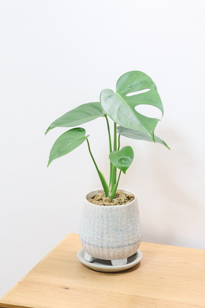 【モンステラ コンパクター】ついに入荷しました！人気のギュッとコンパクトにまとまる品種です！かわいいブルーのＰＯＴ