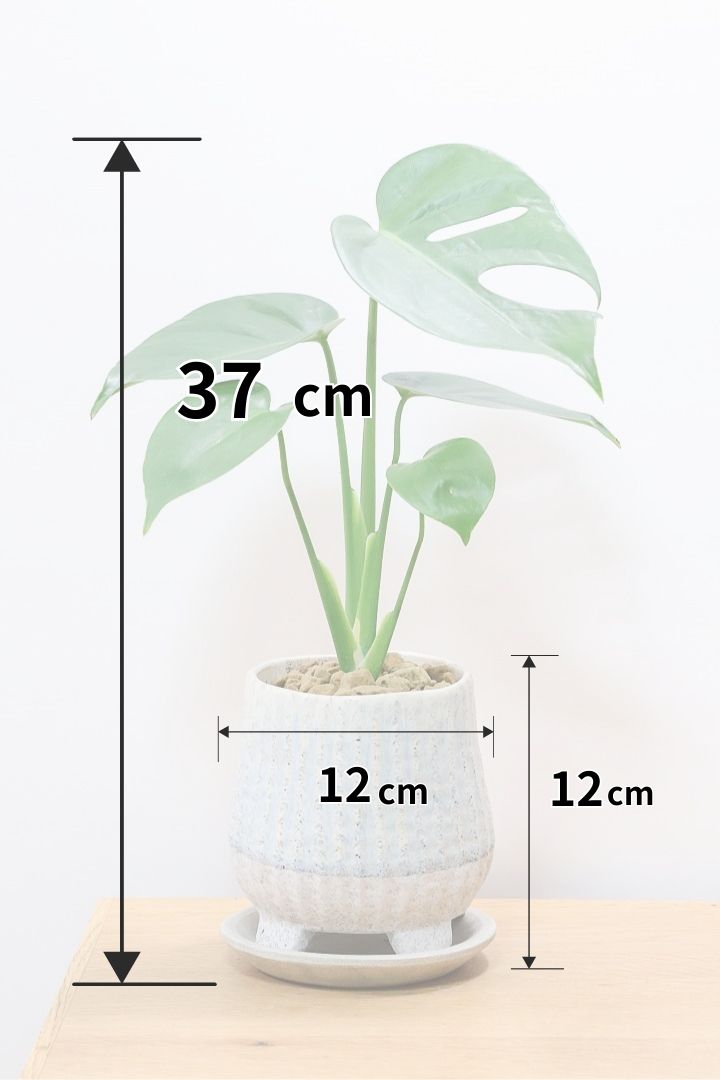 【モンステラ コンパクター】ついに入荷しました！人気のギュッとコンパクトにまとまる品種です！かわいいブルーのＰＯＴ
