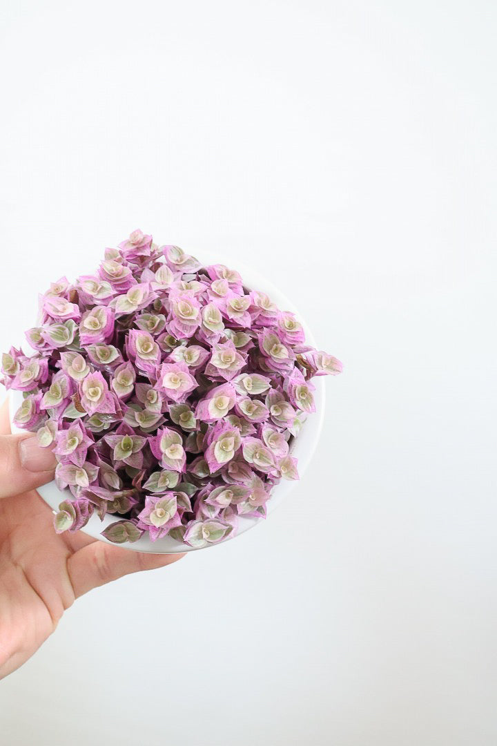 【カリシア ロザート】再入荷しました！かわいいミニタイプ！目が覚めるようなパープルの葉っぱが素敵です！