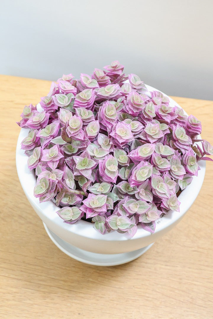 【カリシア ロザート】再入荷しました！かわいいミニタイプ！目が覚めるようなパープルの葉っぱが素敵です！