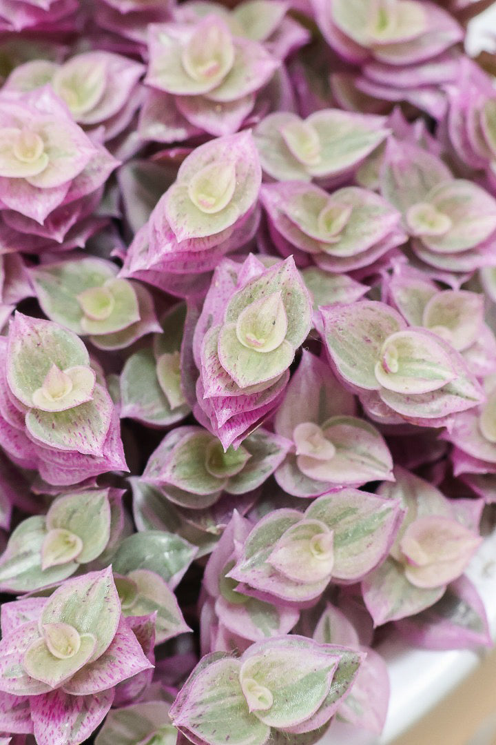 【カリシア ロザート】再入荷しました！かわいいミニタイプ！目が覚めるようなパープルの葉っぱが素敵です！