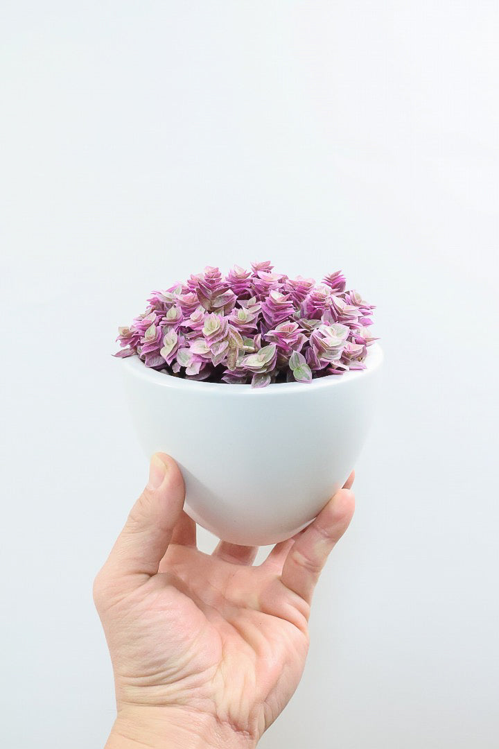 【カリシア ロザート】再入荷しました！かわいいミニタイプ！目が覚めるようなパープルの葉っぱが素敵です！